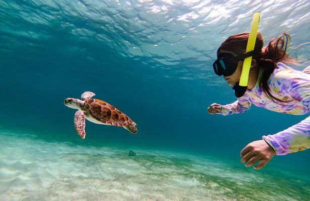 Turtle Snorkeling Tour in Tres Trapi, Aruba