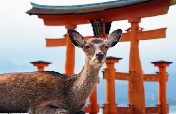 Hiroshima and Miyajima Private Custom Tour with Local Guide