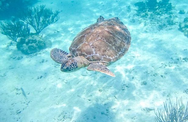 Private Half-day Luxury Experience with Turtles & Majestic Cenote