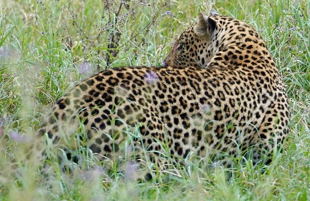 4 Days Private Tour Tarangire Crater and Serengeti