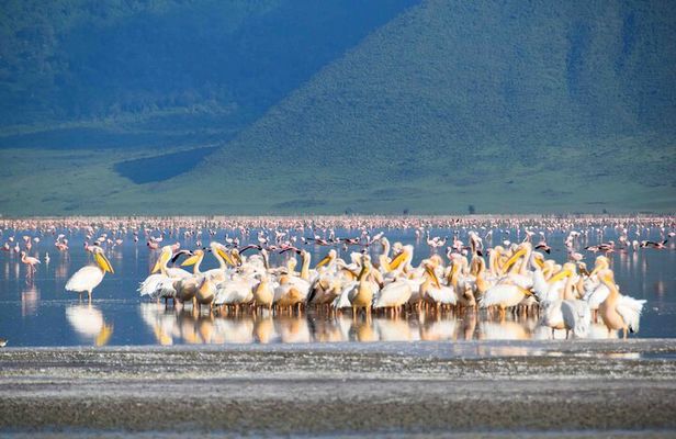 2 Day Tanzania Safari Tarangire and Ngorongoro Crater Adventure