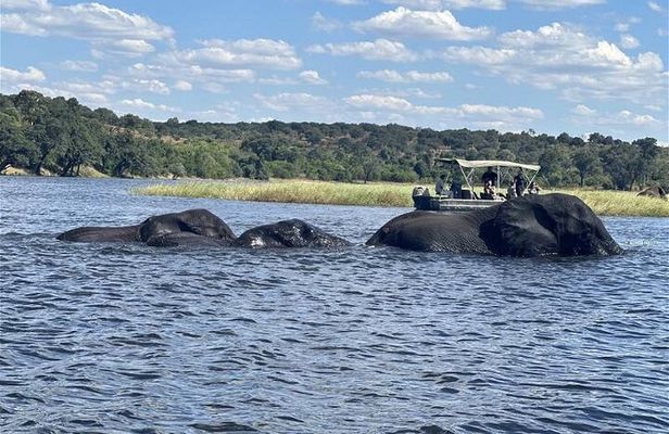 The Chobe Safari Day trip from Livingstone 