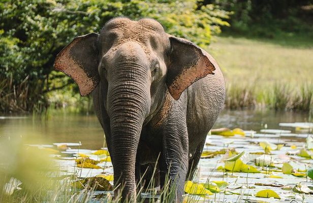 Evening Private Safari at Udawalawe National Park by Yala La Safari Tours
