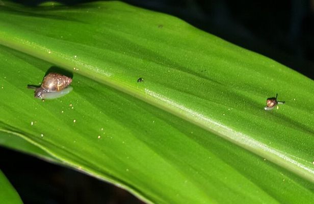 Oahu Volcanic Rainforest Hiking Adventure