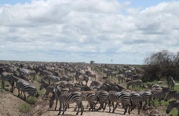 Private 5 Day Northern Tanzania Finest Safari