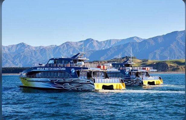 Private Kaikoura Whale Watching Day Trip From Christchurch
