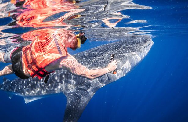 Whale Shark Tour Isla Mujeres Max 10Pax Free Lunch