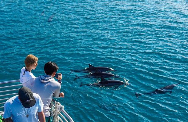 Oahu Dolphin Watch Cruise with Waterslide & Snorkeling