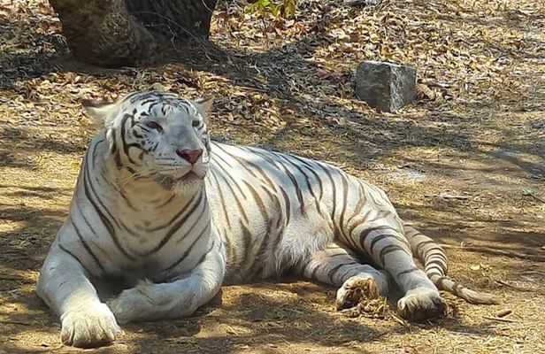 Wild Life Jeep Safari Tour at Bannerghatta with Private Transfer