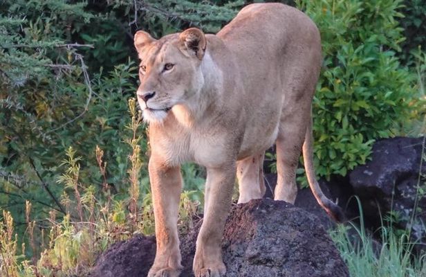 3 Day Tanzania Serengeti & Ngorongoro Crater Safari