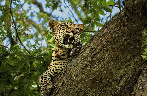From Zanzibar: Mikumi Safari Day Trip with Flights and Meal