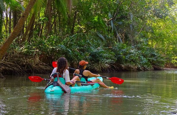 Mangrove Kayak Tour | Quepos & Manuel Antonio