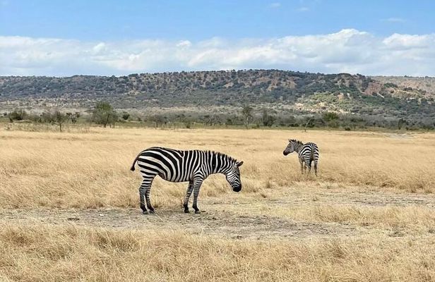 Akagera National Park 1 day Safari Experience