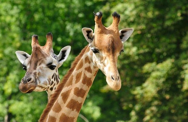 Pafos Zoo Visit & Blue Lagoon Cruise with Local Guide from Paphos