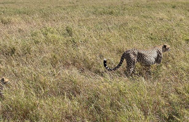 5-Days Witnessing the Nature's Greatest Migration in Serengeti