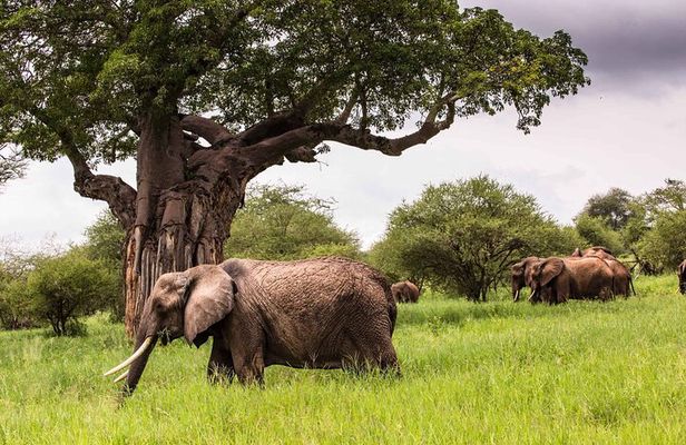 Tarangire Serengeti and Ngorongoro 4-Day Tanzania Tour