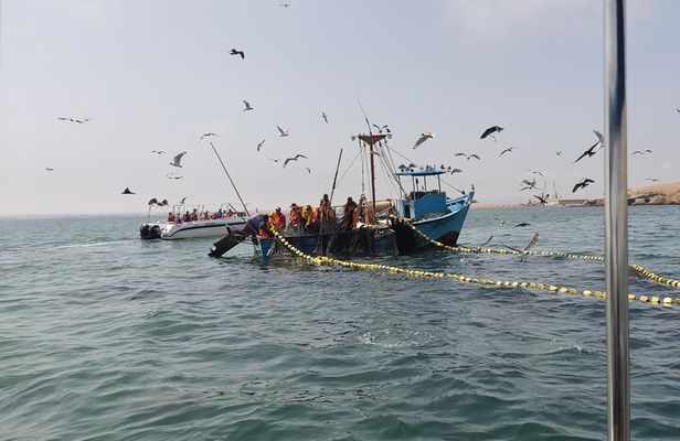 From TPP Pisco: Islands Tours & Paracas Reserve all Inclusive