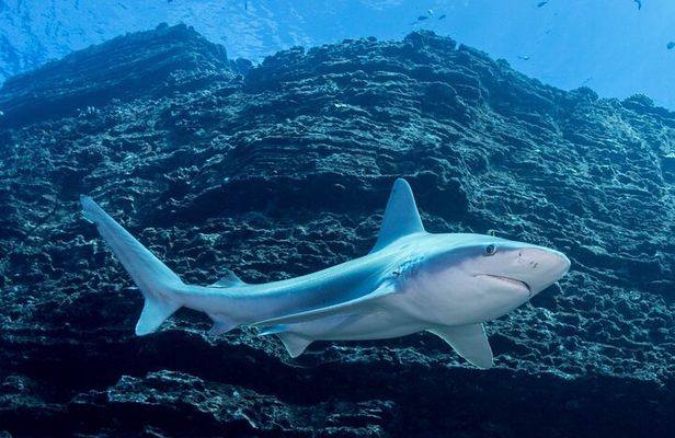 Kauai's Exclusive Morning Scuba Charter for Experienced Divers
