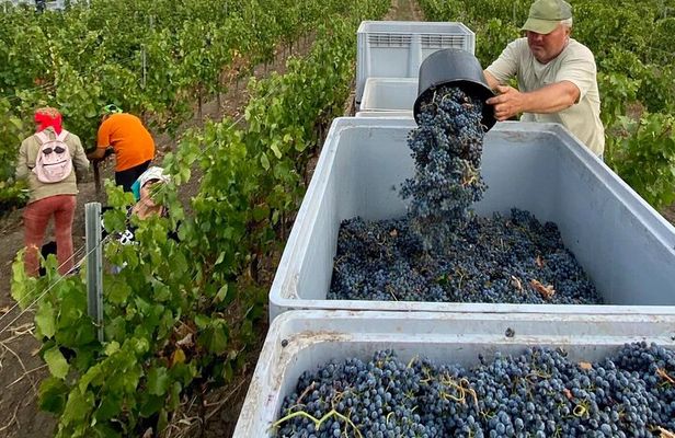 1 Day: Wine tasting tour to Milesti Mici and Cricova cellar from Moldova
