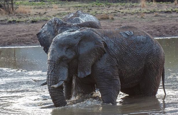 Pilanesberg National Park - Day Tours & Multiple Days