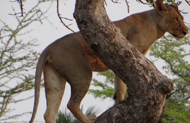 4 Day Bagamoyo and Saadani National Park Safari Tour