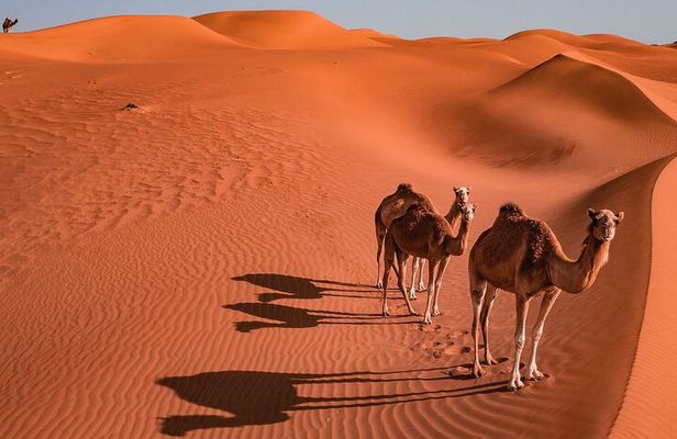 2 Days and 1 Night Private Wahiba Sands Desert Tour