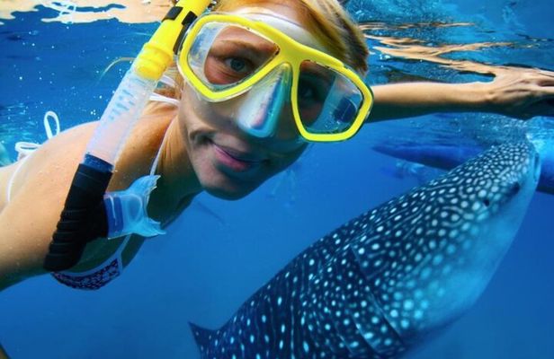 Shared Snorkeling Experience in Kwale Island