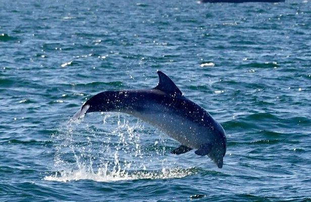 Dolphin Discovery Eco Tour