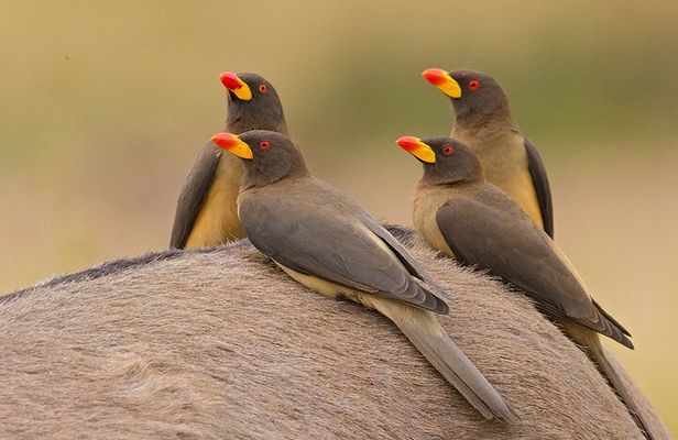 Half Day Tala Game Reserve and Natal Park from Durban