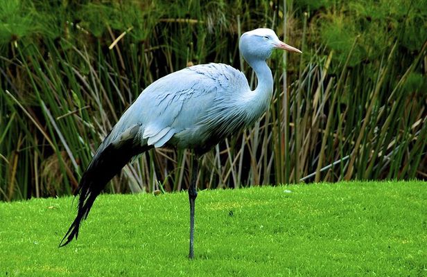 Half Day Safari Tala Game Reserve and Natal Park from Durban