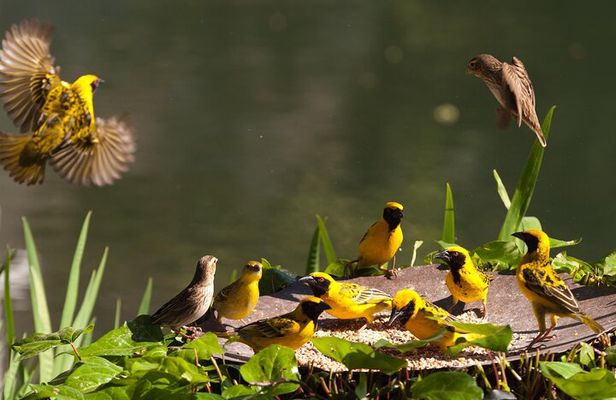 Tala Game Reserve and Natal Park Safari from Durban