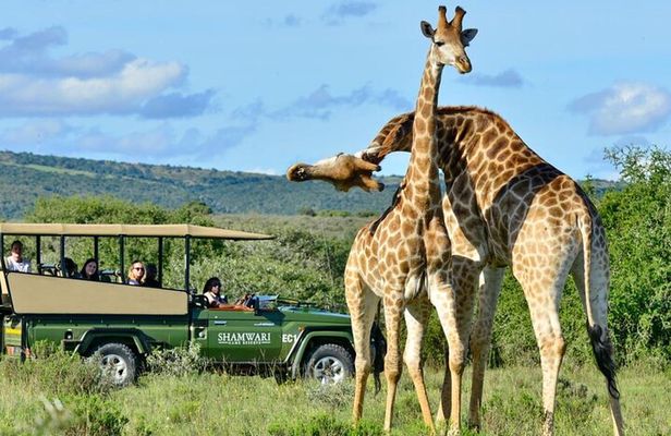 Full Day Phezulu Safari & Durban City Tour