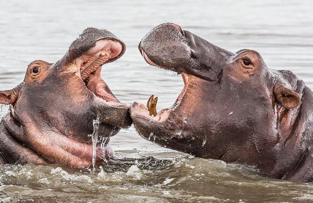 Half Day Hippo & Croc Safari Isimangaliso Tour from Durban