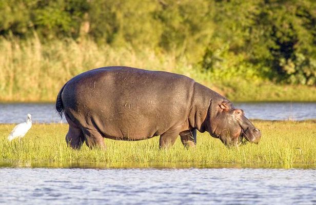 Half Day iSimangaliso Boat Safari Tour To Richards Bay