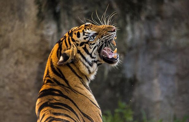 Panna Tiger Reserve Buffer Zone Safari