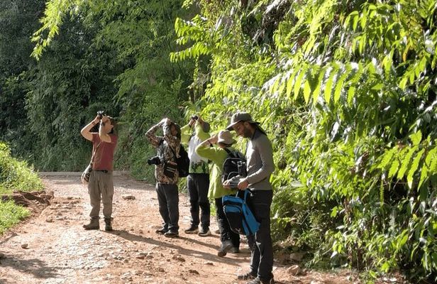 Birdwatching in Guatapé with Around 400 Bird Species