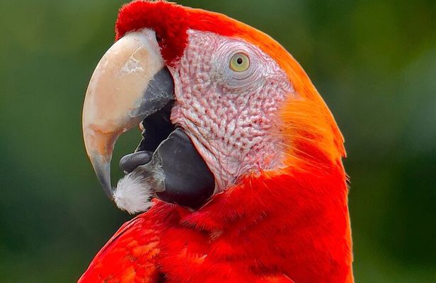 Manuel Antonio Esquipulas Birdwatching Tour