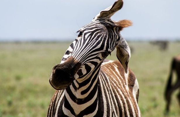 3-Day Safari in Mikumi, Udzungwa NP and Maasai Village Tour