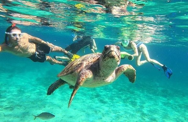 snorkeling ,Turtle Watching in Cyprus