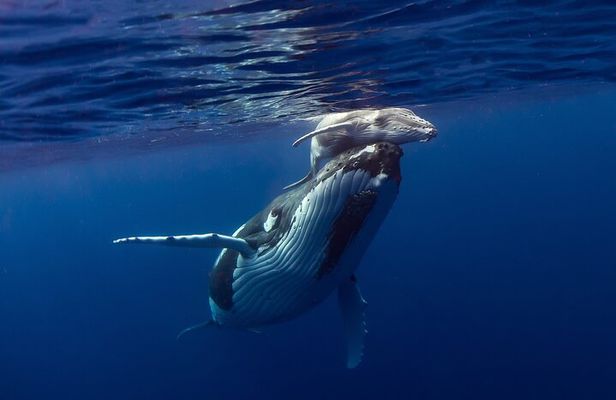 4 Hour Private Humpback Whales Encounter in Moorea