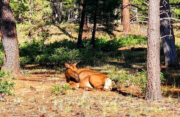 Grand Canyon South Rim Tour with Lunch included