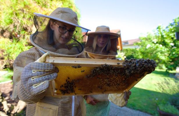 All About Bees Tour from Ljubljana