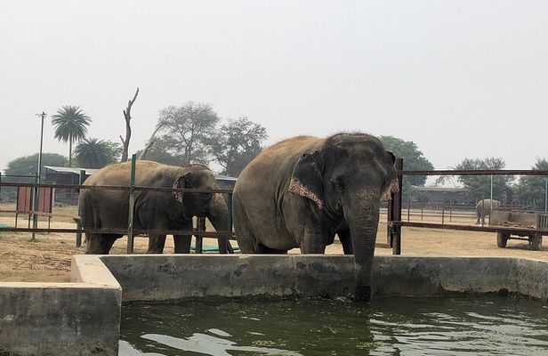 From Delhi: Taj Mahal Tour with Elephant Conservation Centre