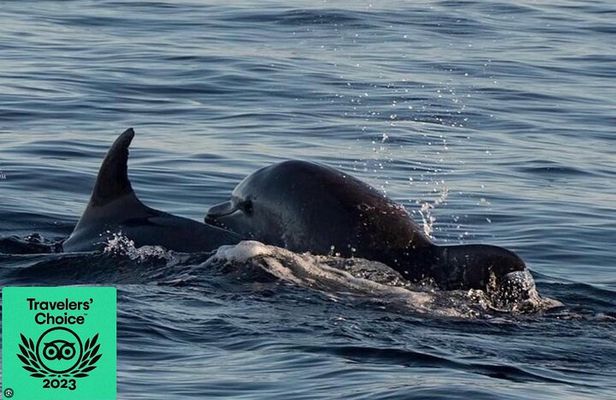 Dolphin & Sunset tour with Brijuni panorama