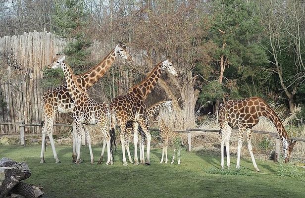 Giraffe Center, Karen Blixen, Beads and Bomas Cultural Dances