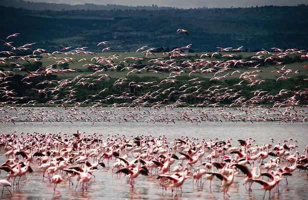 2Days Lake Bogoria and Lake Nakuru National Park Safari
