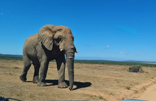 Addo Elephant National Park Full Day Private Tour