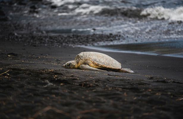 Small Group Tortuguero Turtle Nesting Tour