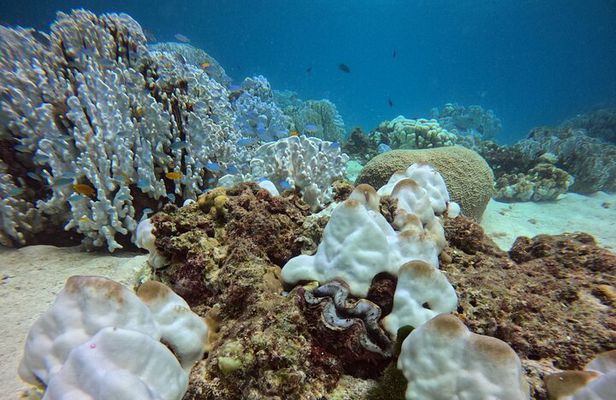 3 Days Phuket Open Water Diver Course & Scuba with License Guide