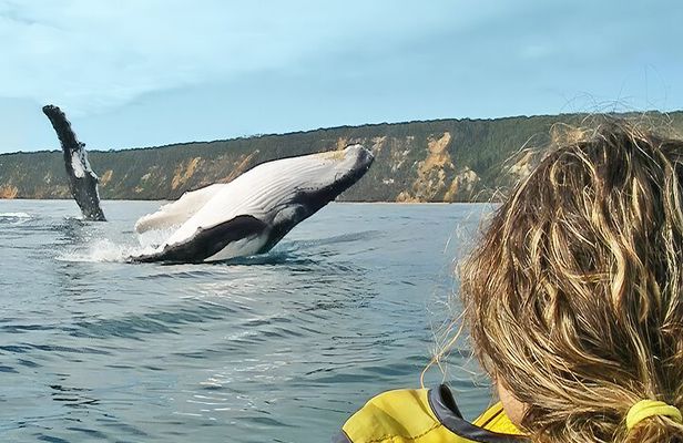 Noosa Whale Watching On Ocean Kayaks & Beach 4X4 Tour